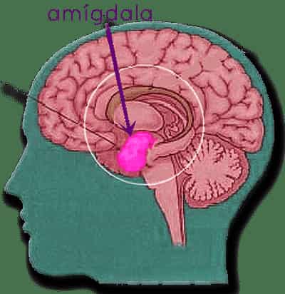 el estres y la amigdala